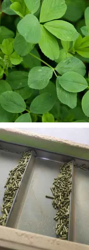 TCPEL alfalfa-grass-pellets
