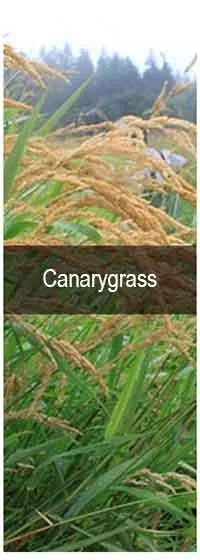 TCPEL Canarygrass