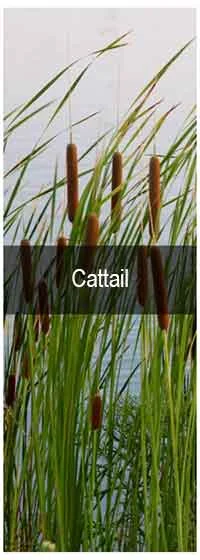 TCPEL Cattail