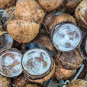 TCPEL coconut-shell