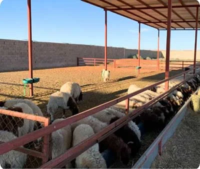 TCPEL Commercial-Feed-Pellet-for-Farm