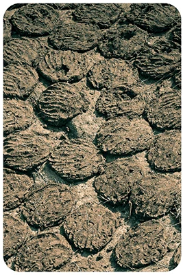 TCPEL cow-dung
