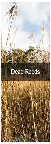 TCPEL Dead-Reeds