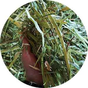 TCPEL FEED-GRASS-UNCRUSHED
