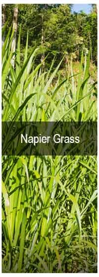 TCPEL Napier-Grass