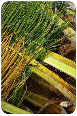 TCPEL palm-tree-leaves