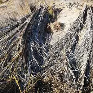 TCPEL palm-tree-waste