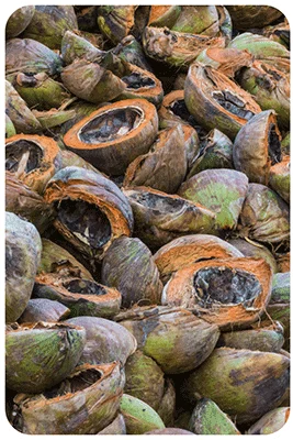 TCPEL Pellet Machines and Pellet Production Lines